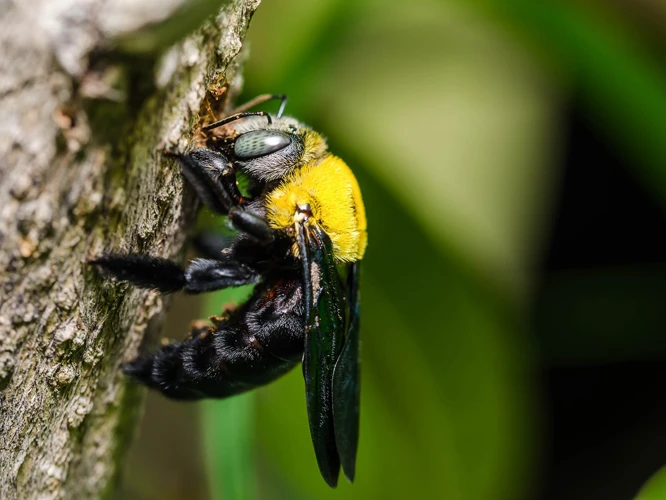 How Do Carpenter Bees Drill Holes? A Step-by-step Guide